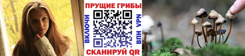 наркота  Киржач  Псилоцибиновые грибы прущие грибы 